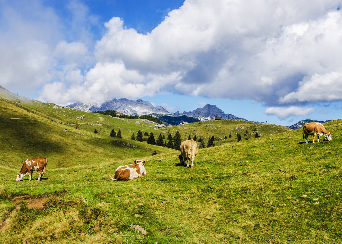 grass fed vs grain fed beef cows